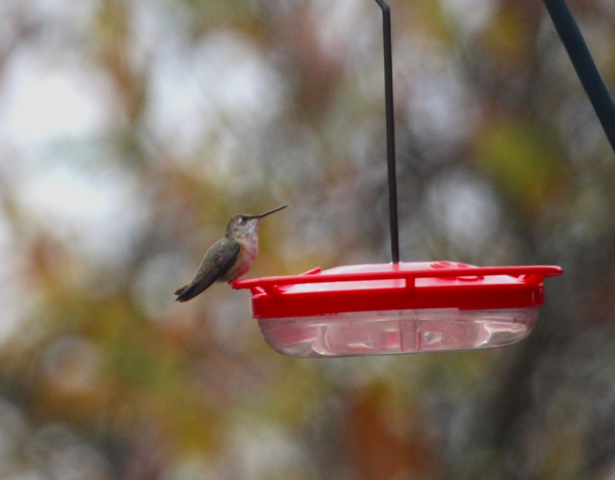 Колібрі-крихітка вогнистий - ML645758712