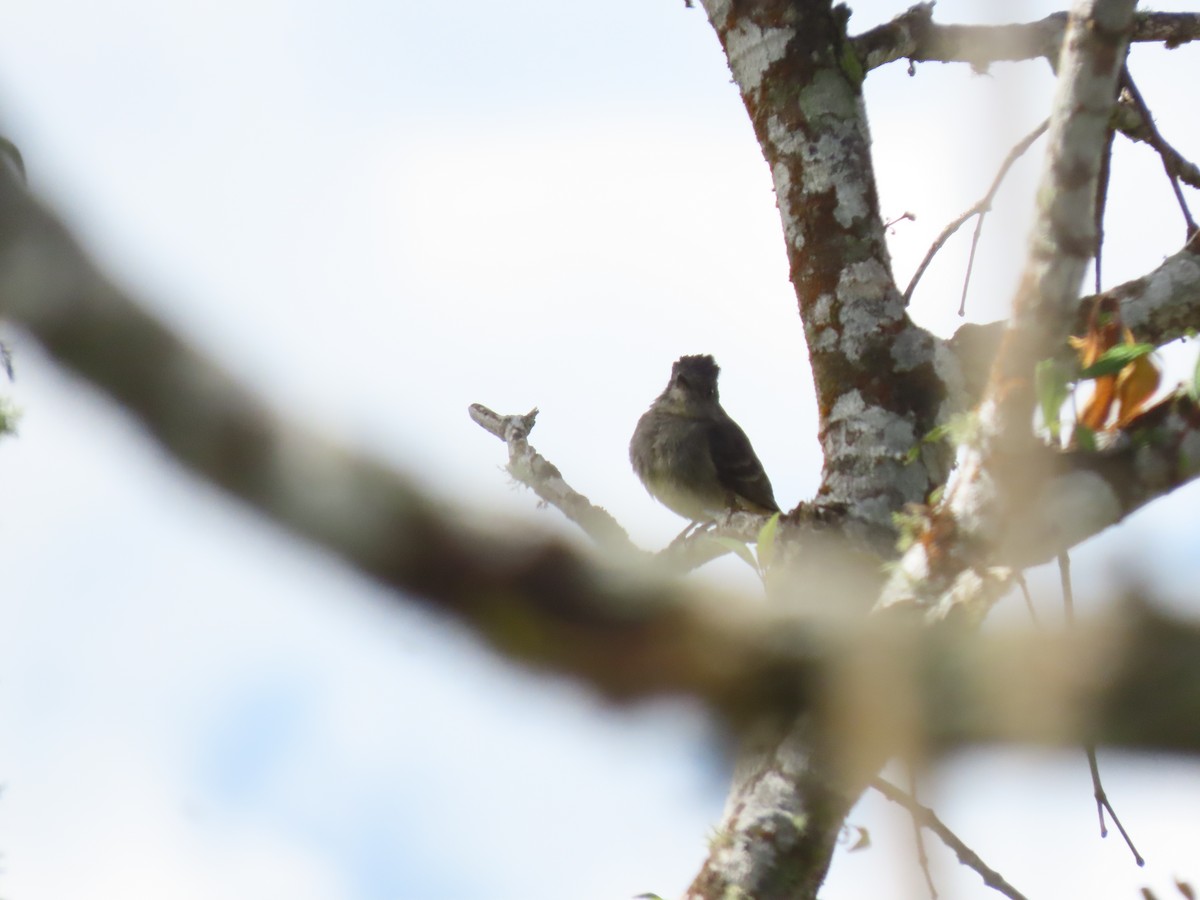 Rufous-tailed Tyrant - ML645758713