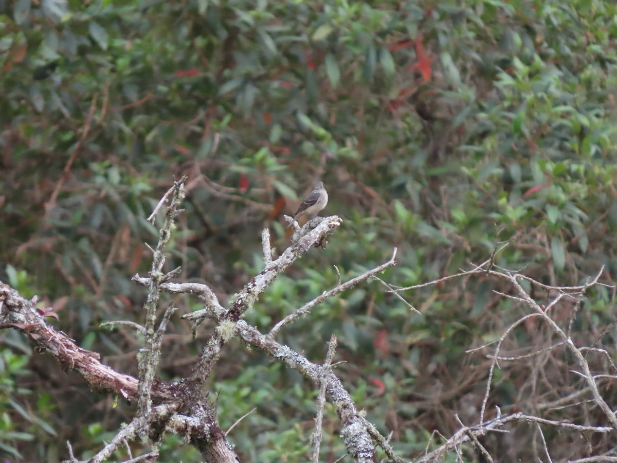 Rufous-tailed Tyrant - ML645758714