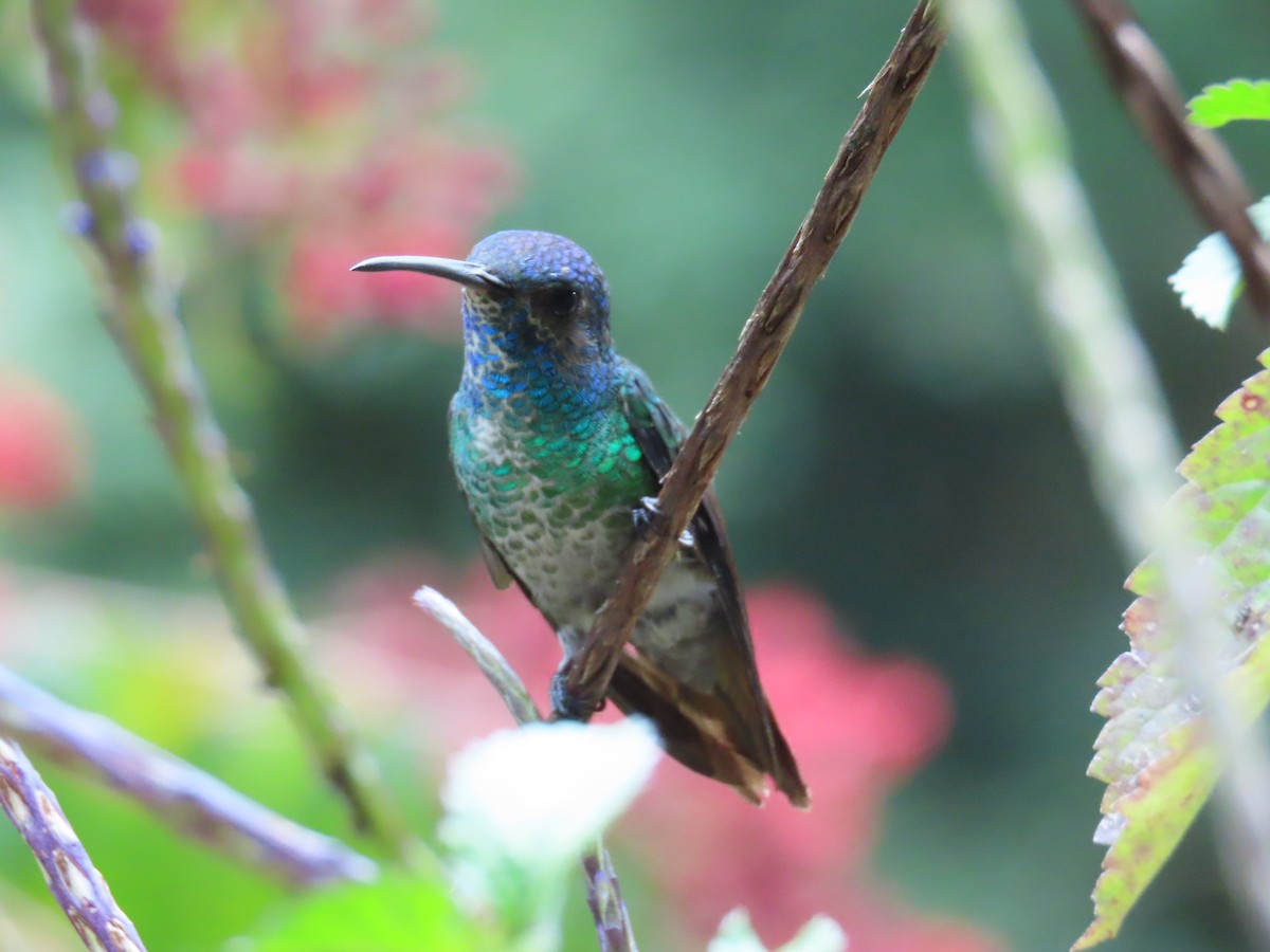 kolibřík zlatochvostý - ML645758718