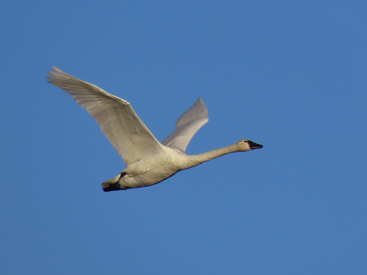 Tundra Swan - ML645758724