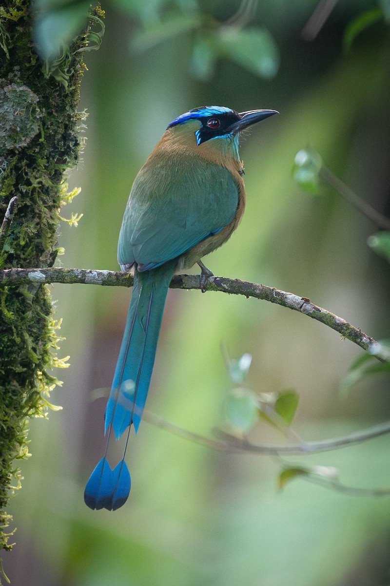 Lesson Motmotu - ML645758729