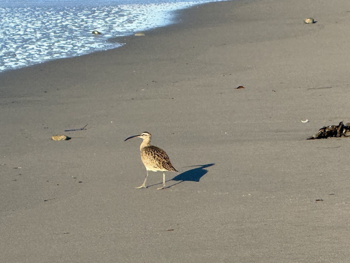 koliha hudsonská - ML645758733