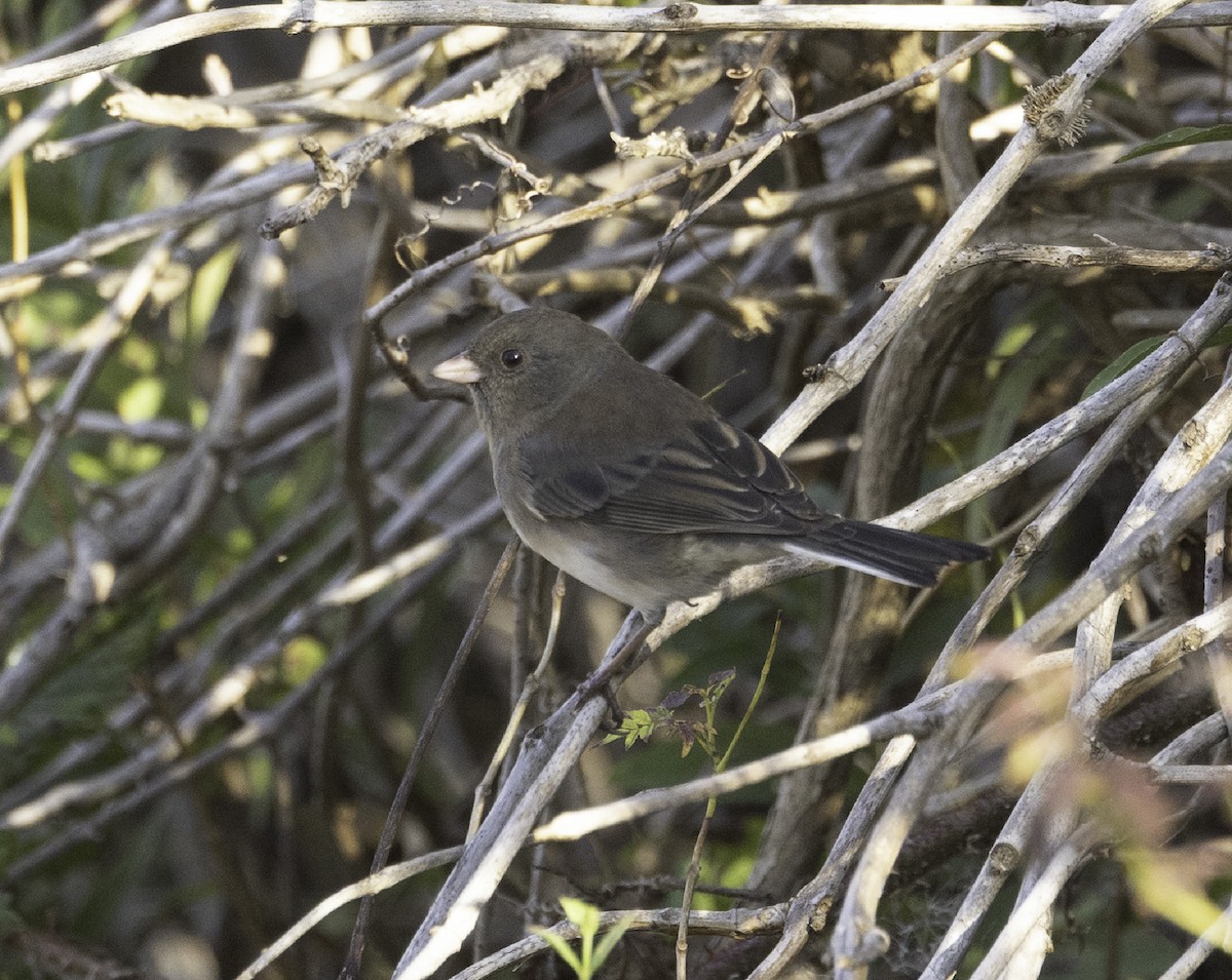 Dark-eyed Junco - ML645758734