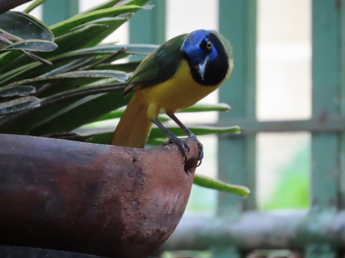 Geai vert - ML645758735