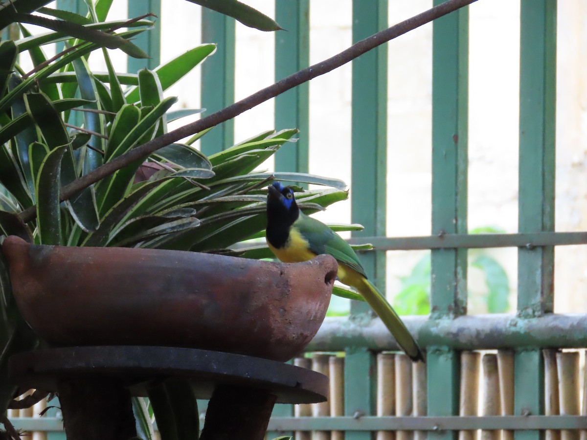 Geai vert - ML645758742