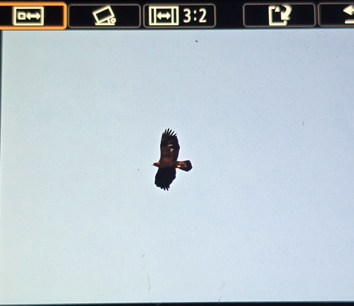 Golden Eagle - ML645758746