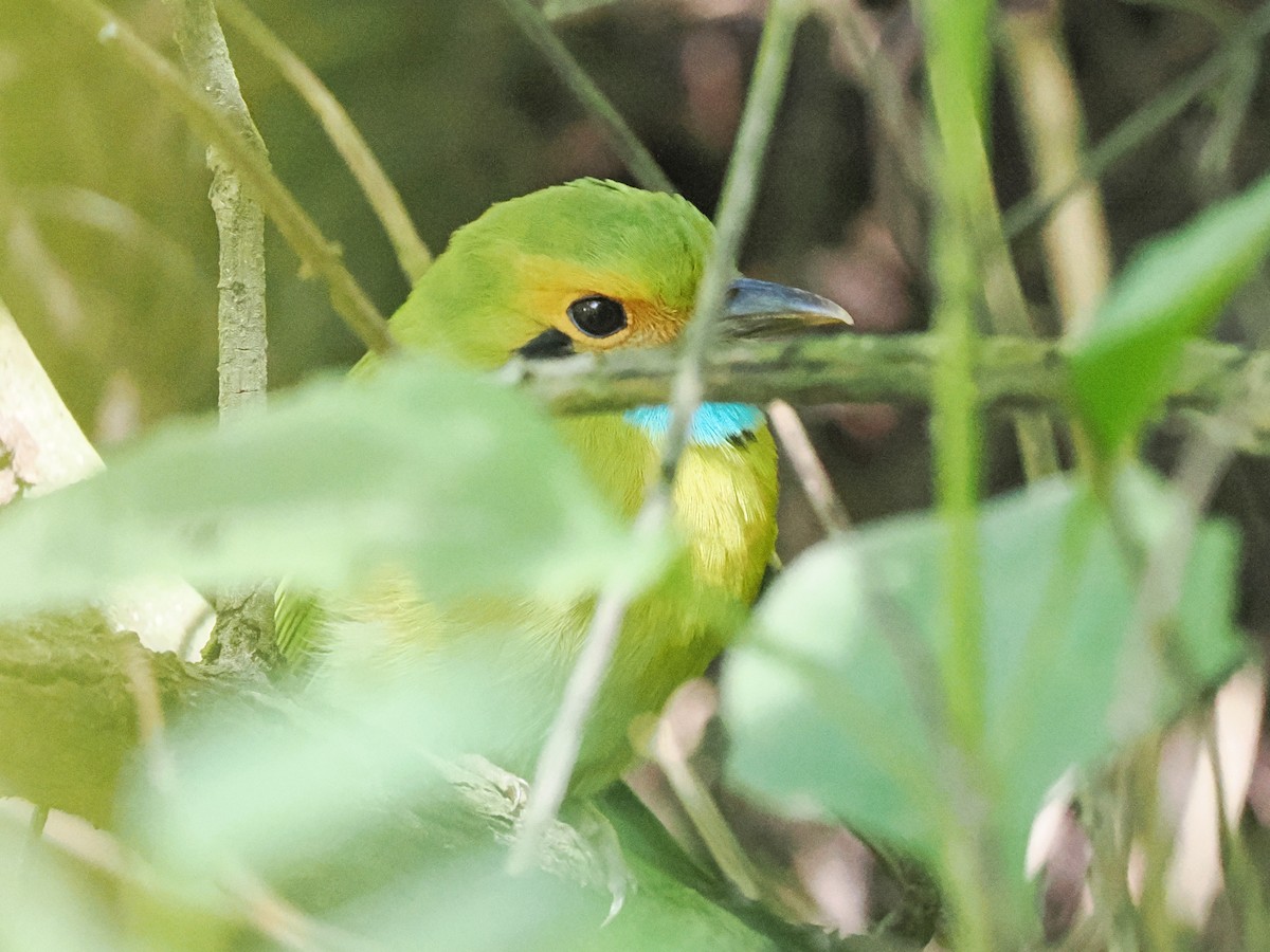 Blue-throated Motmot - ML645758751