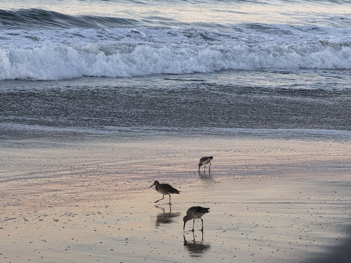 vodouš břehoušovitý - ML645758755