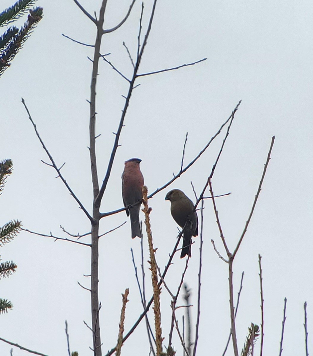 Pine Grosbeak - ML645758763