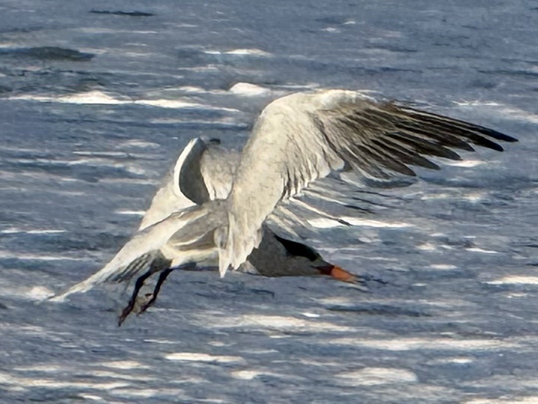 rybák západní - ML645758766