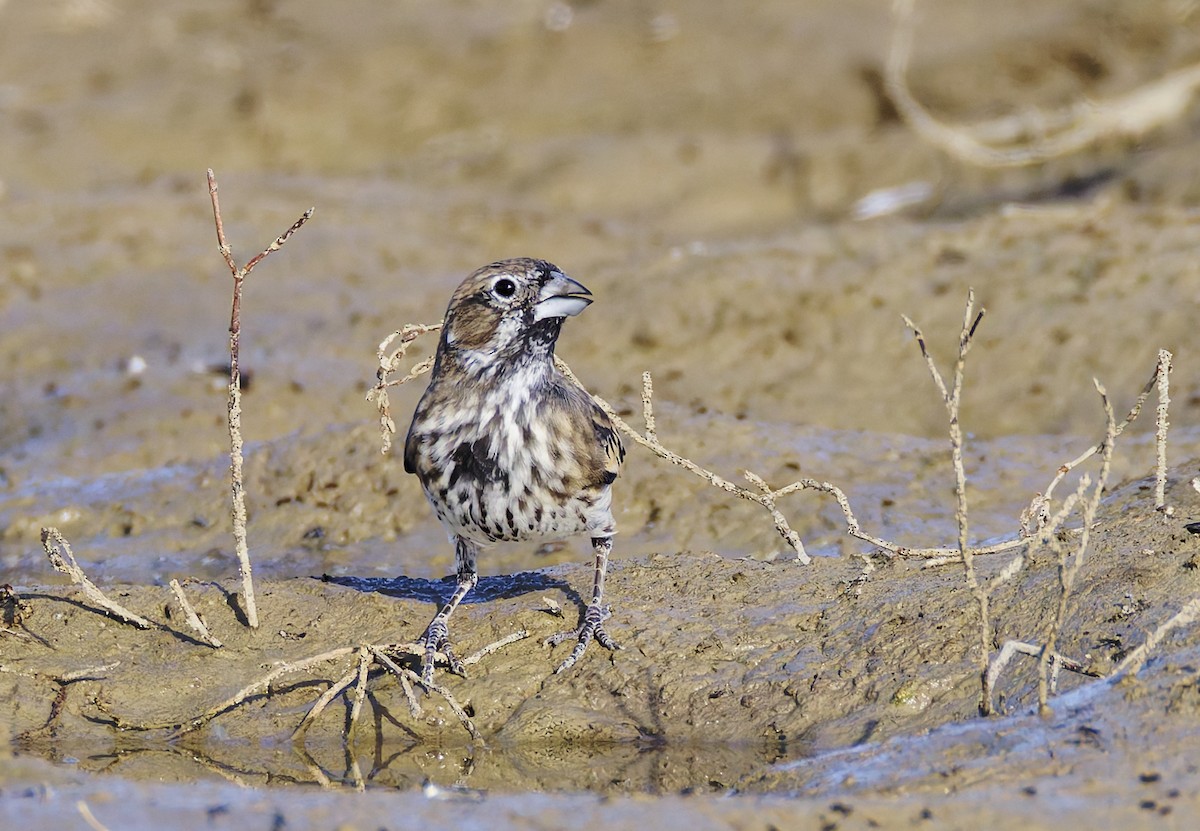 Lark Bunting - ML645758784