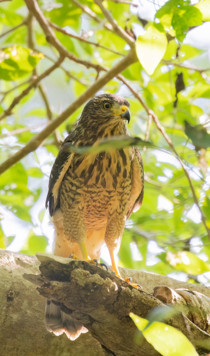 káně krahujová [skupina magnirostris] - ML645758786