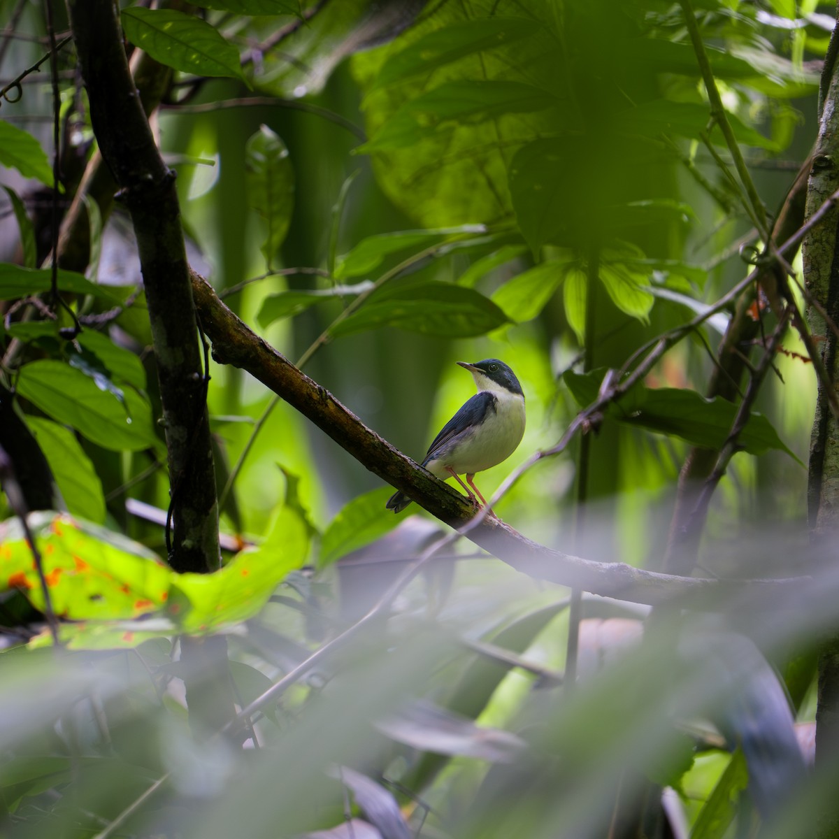 Siberian Blue Robin - ML645758790