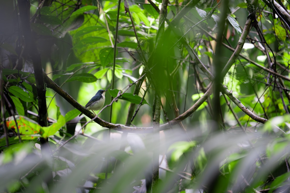 Siberian Blue Robin - ML645758791