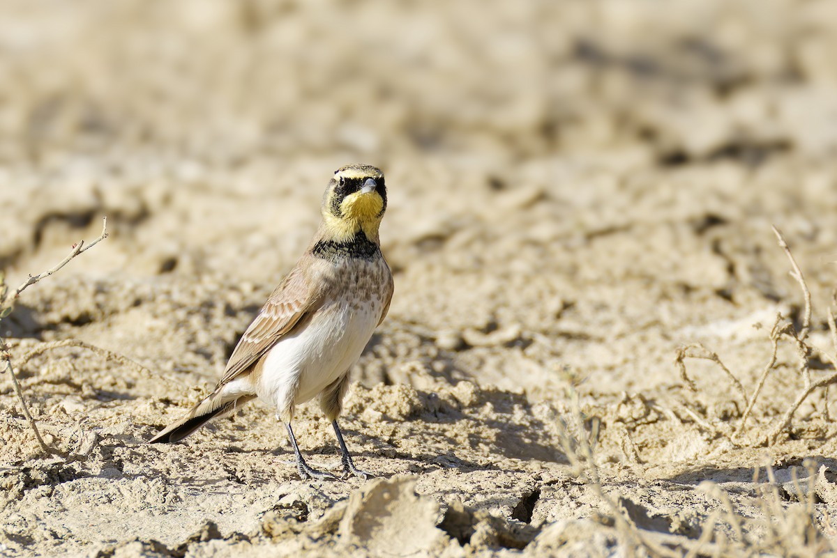 Alondra Cornuda - ML645758794