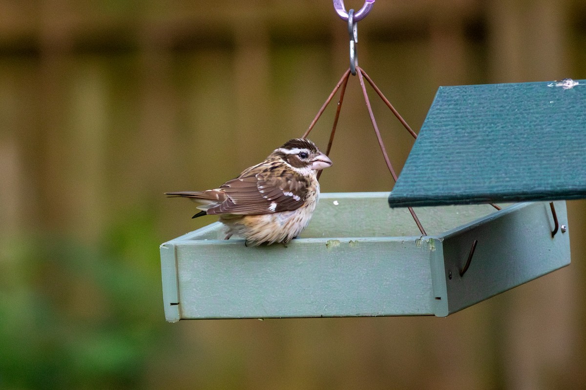 Rose-breasted Grosbeak - ML645758804