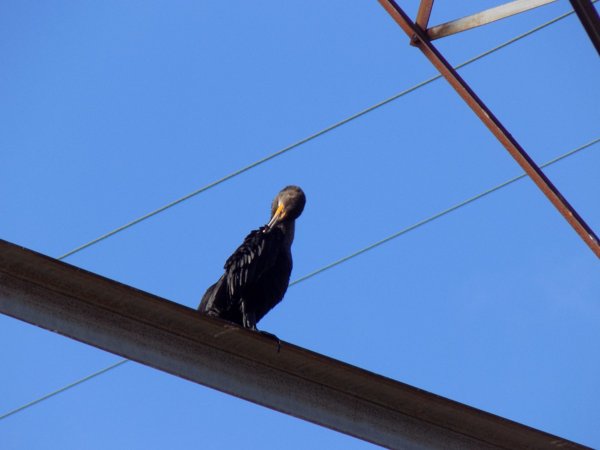 Double-crested Cormorant - ML645758806