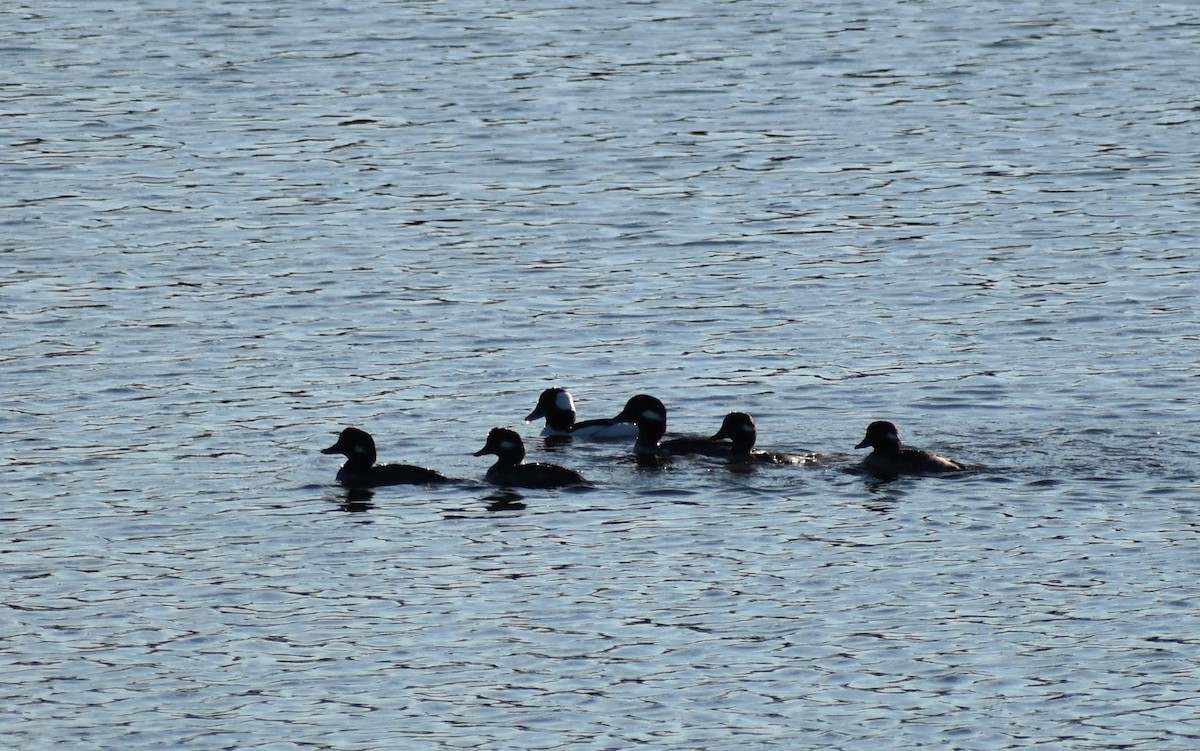 Bufflehead - ML645758807