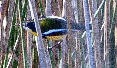 Many-colored Rush Tyrant - ML645758817