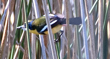 Many-colored Rush Tyrant - ML645758818