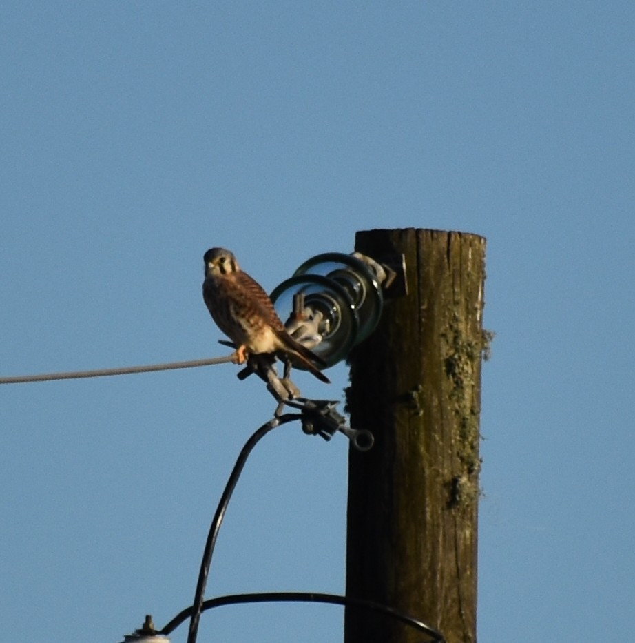 American Kestrel - ML645758821