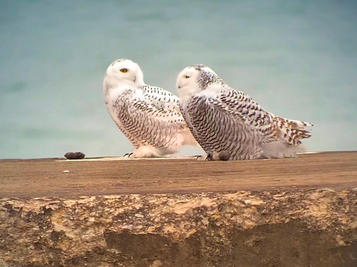 Snowy Owl - ML645758824