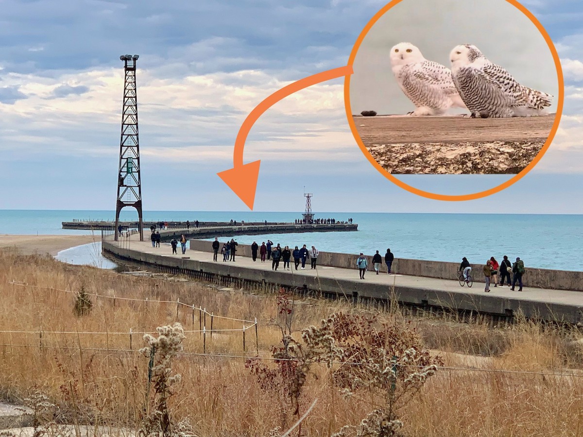 Snowy Owl - ML645758825