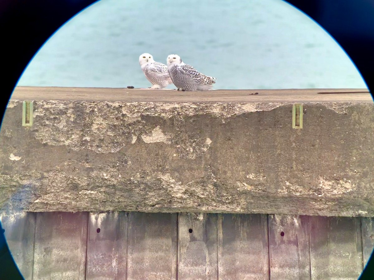 Snowy Owl - ML645758826