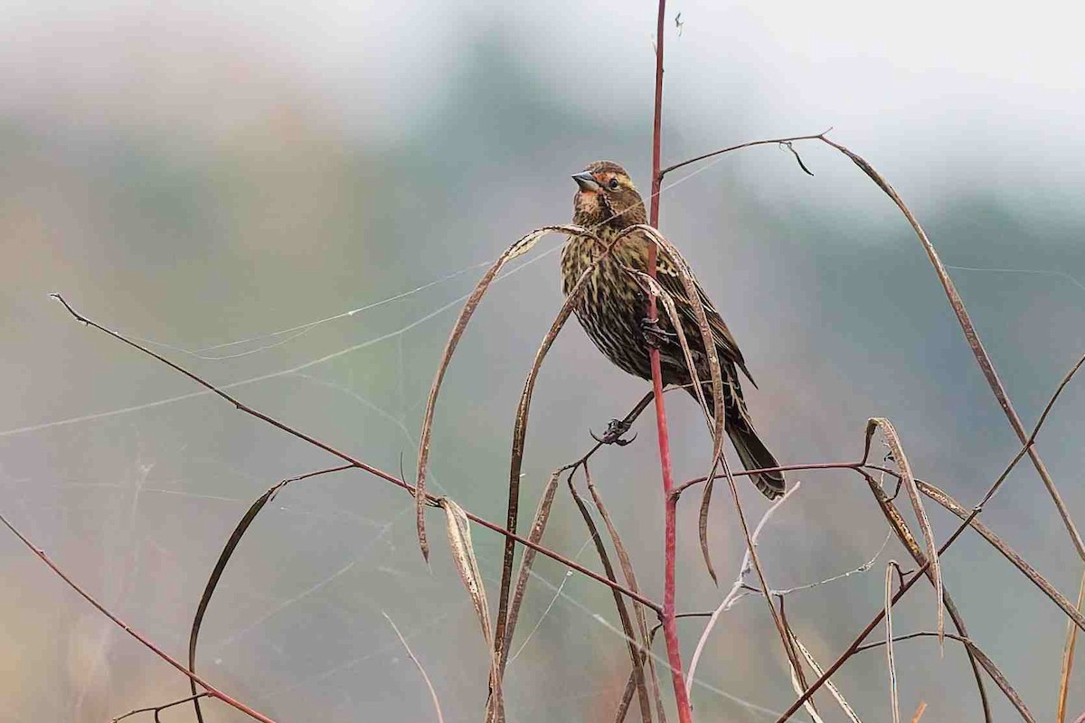 Red-winged Blackbird - ML645758831