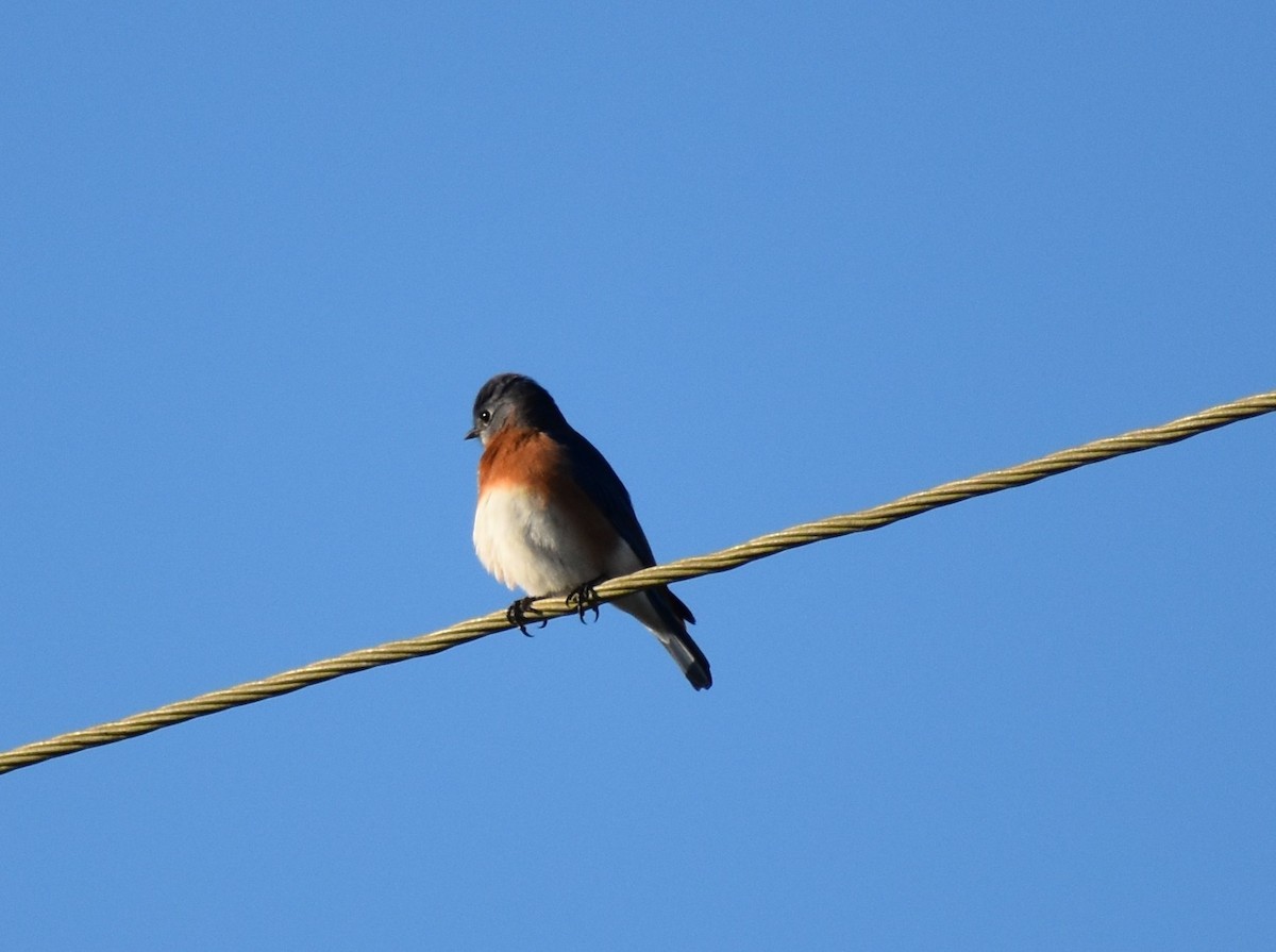 Eastern Bluebird - ML645758833
