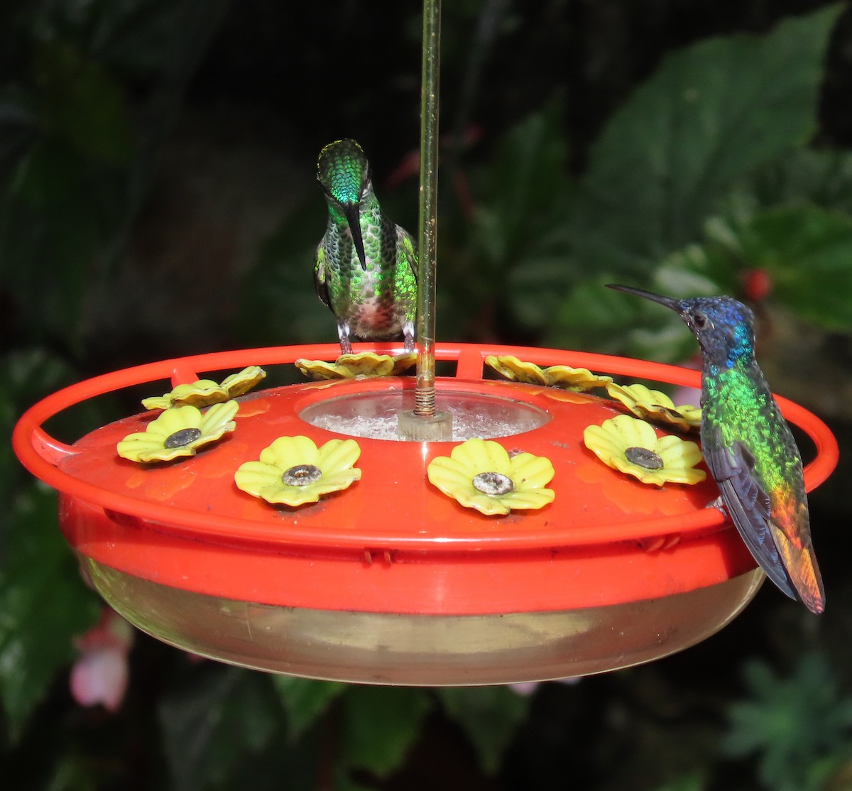 kolibřík zlatochvostý - ML645758834