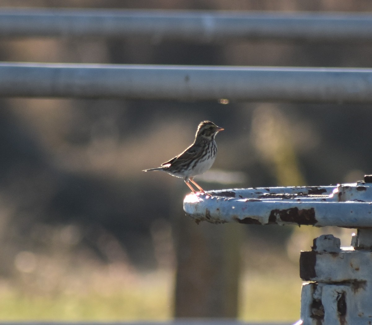 Savannah Sparrow - ML645758838