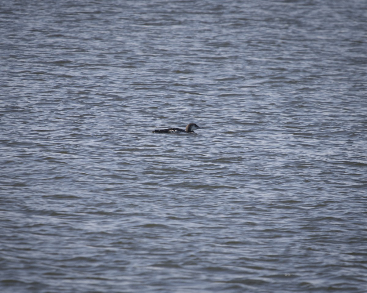 potáplice lední - ML645758839