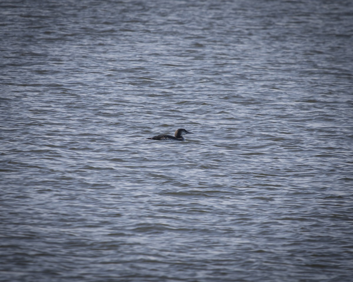 potáplice lední - ML645758840