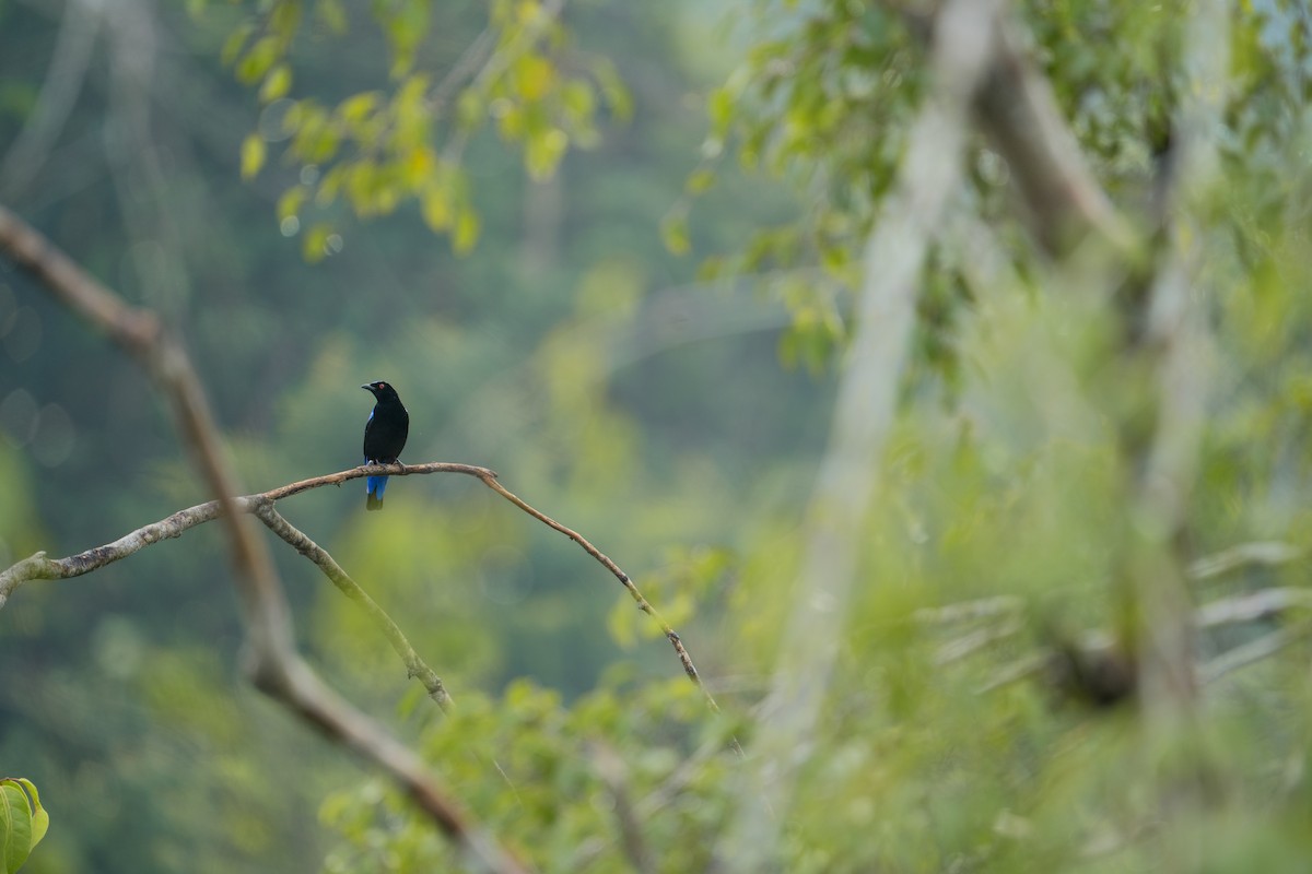 Asian Fairy-bluebird - ML645758841