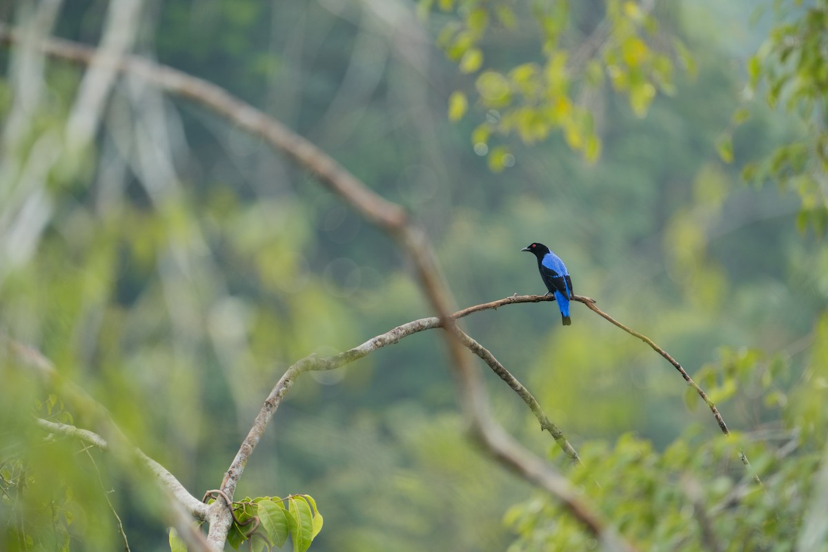 Asian Fairy-bluebird - ML645758842