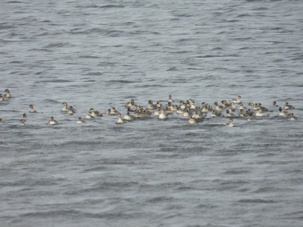 Hoary-headed Grebe - ML645758852