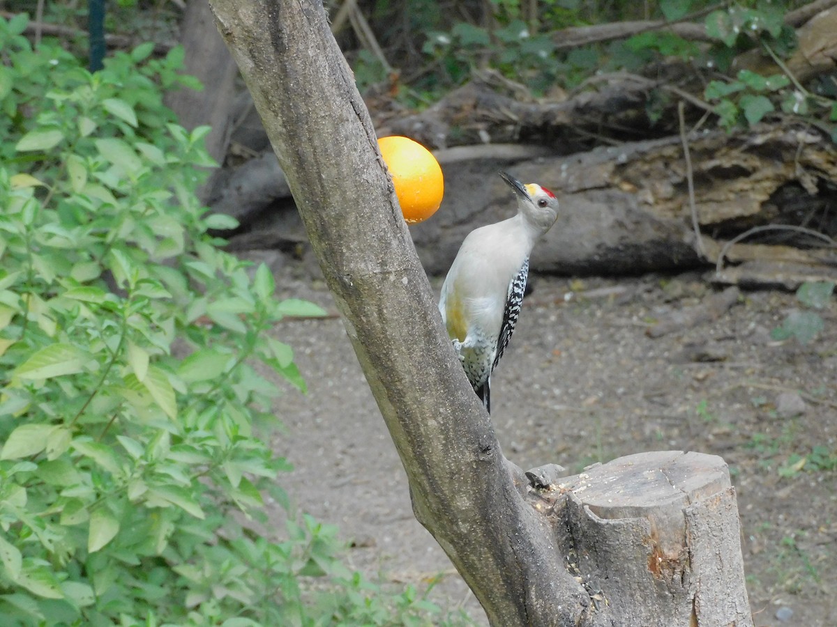 Golden-fronted Woodpecker - ML645758855