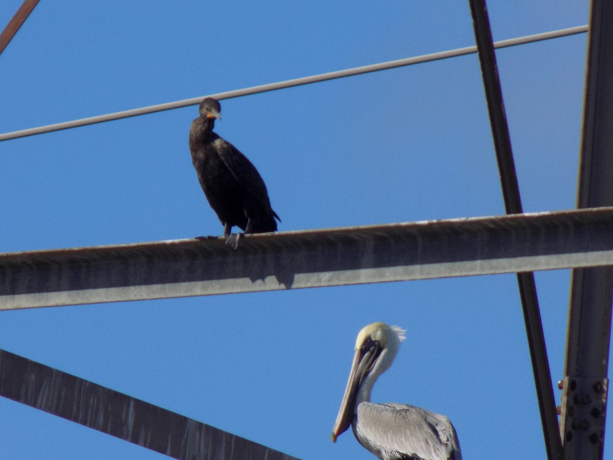 Brown Pelican - ML645758856