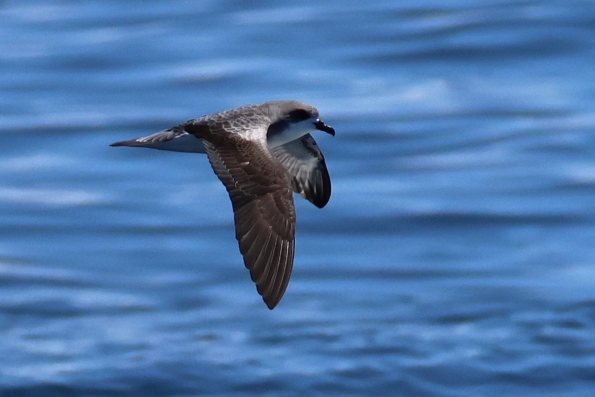 Pycroft's Petrel - ML645758860