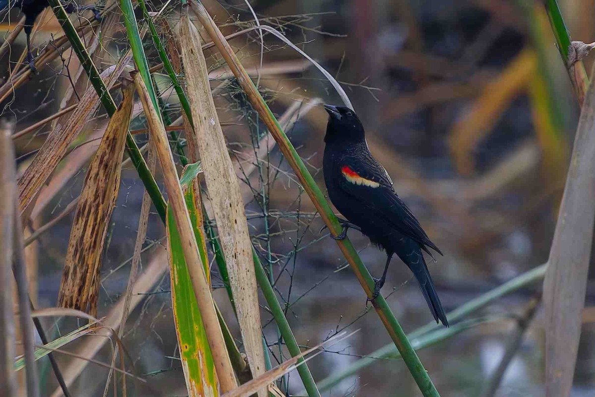 Red-winged Blackbird - ML645758861