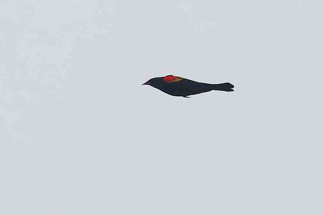 Red-winged Blackbird - ML645758862