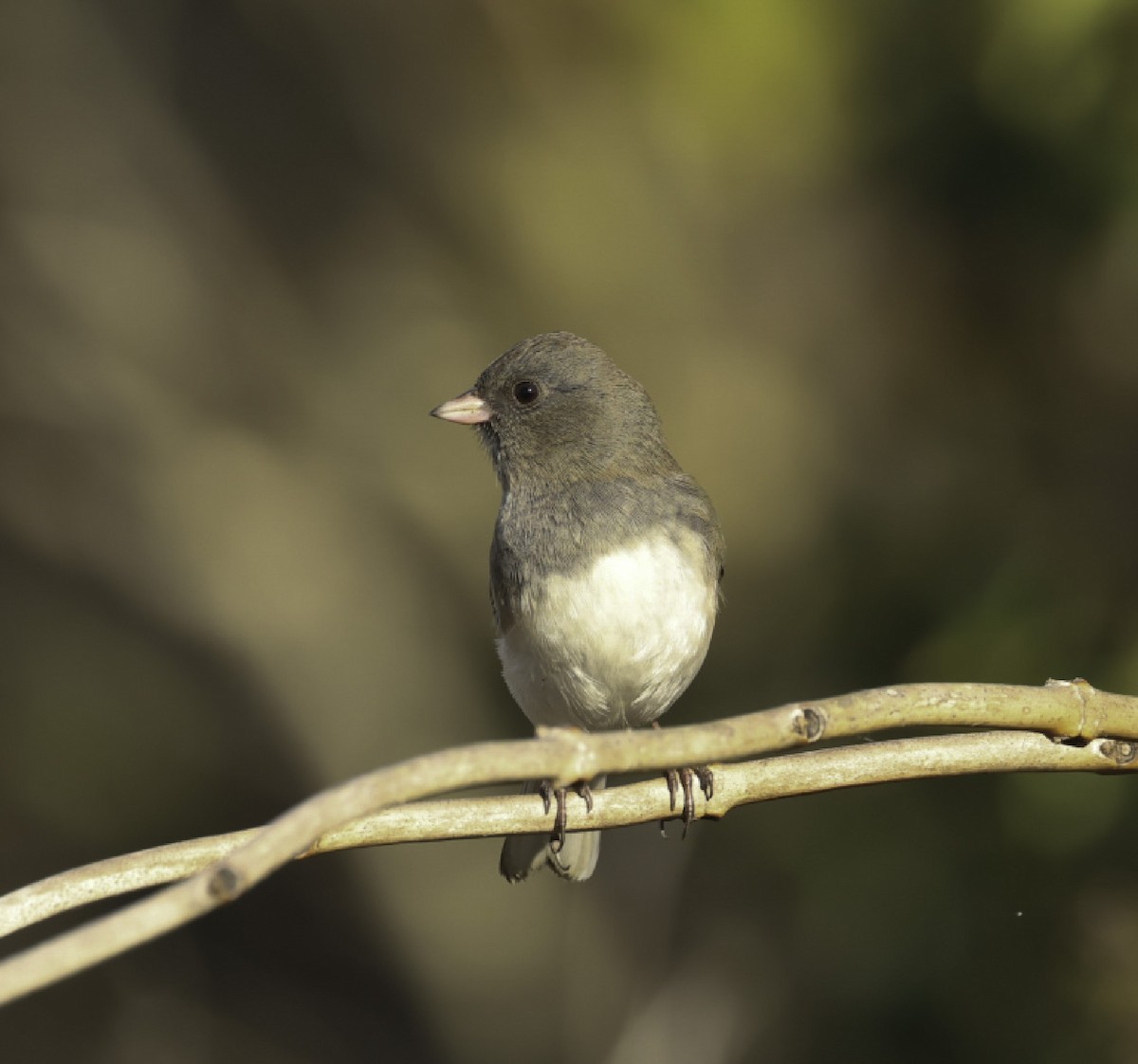 Dark-eyed Junco - ML645758867