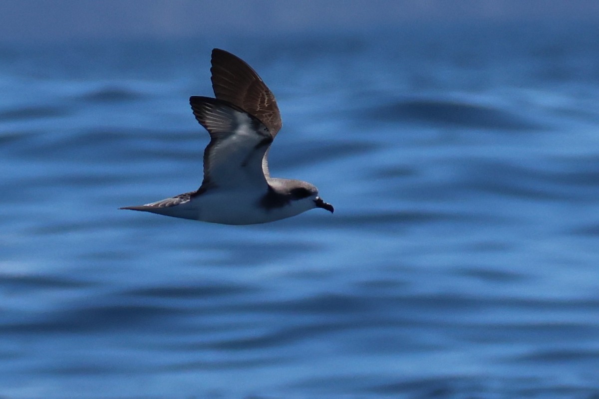 Pycroft's Petrel - ML645758873
