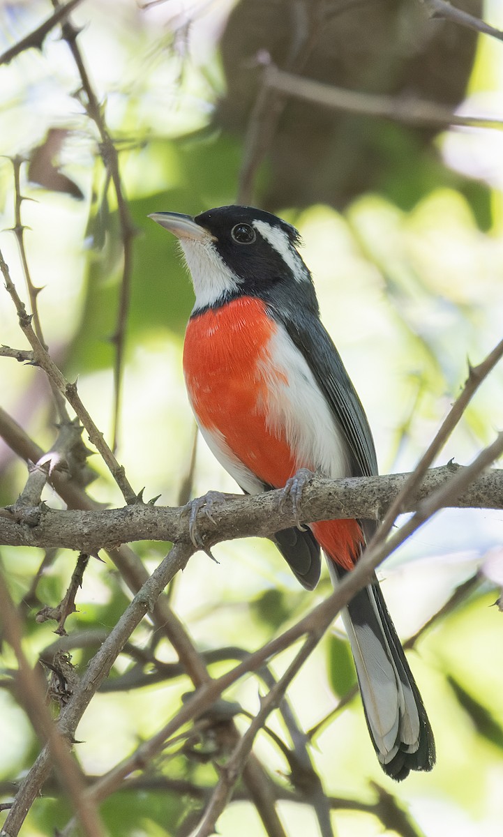 Red-breasted Chat (Red-breasted) - ML645758884
