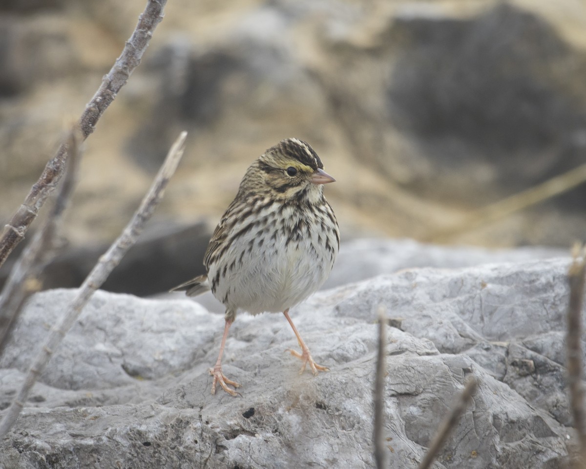 strnadec luční - ML645758889