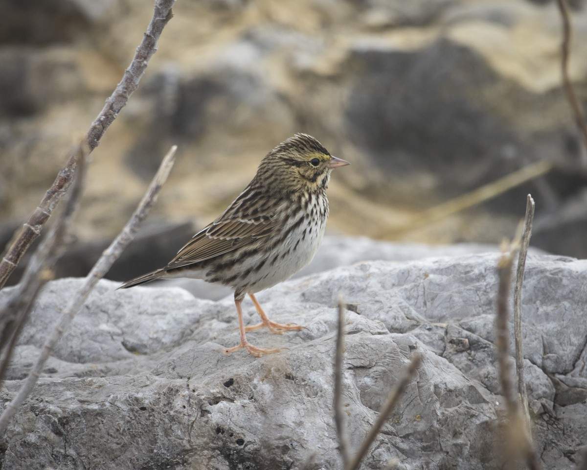 strnadec luční - ML645758890