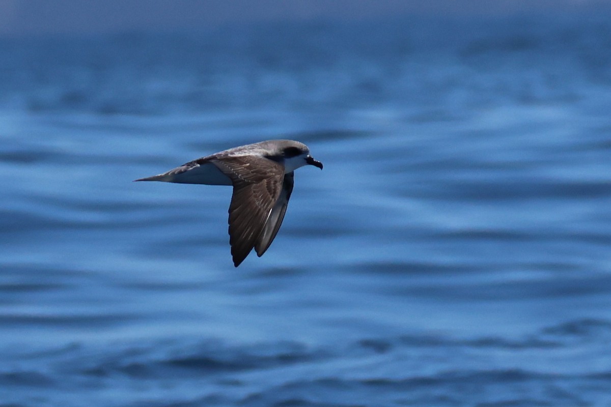 Pycroft's Petrel - ML645758896