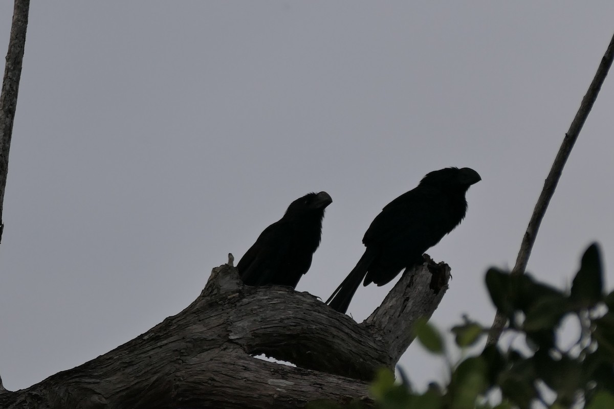 Ані товстодзьобий - ML645758903